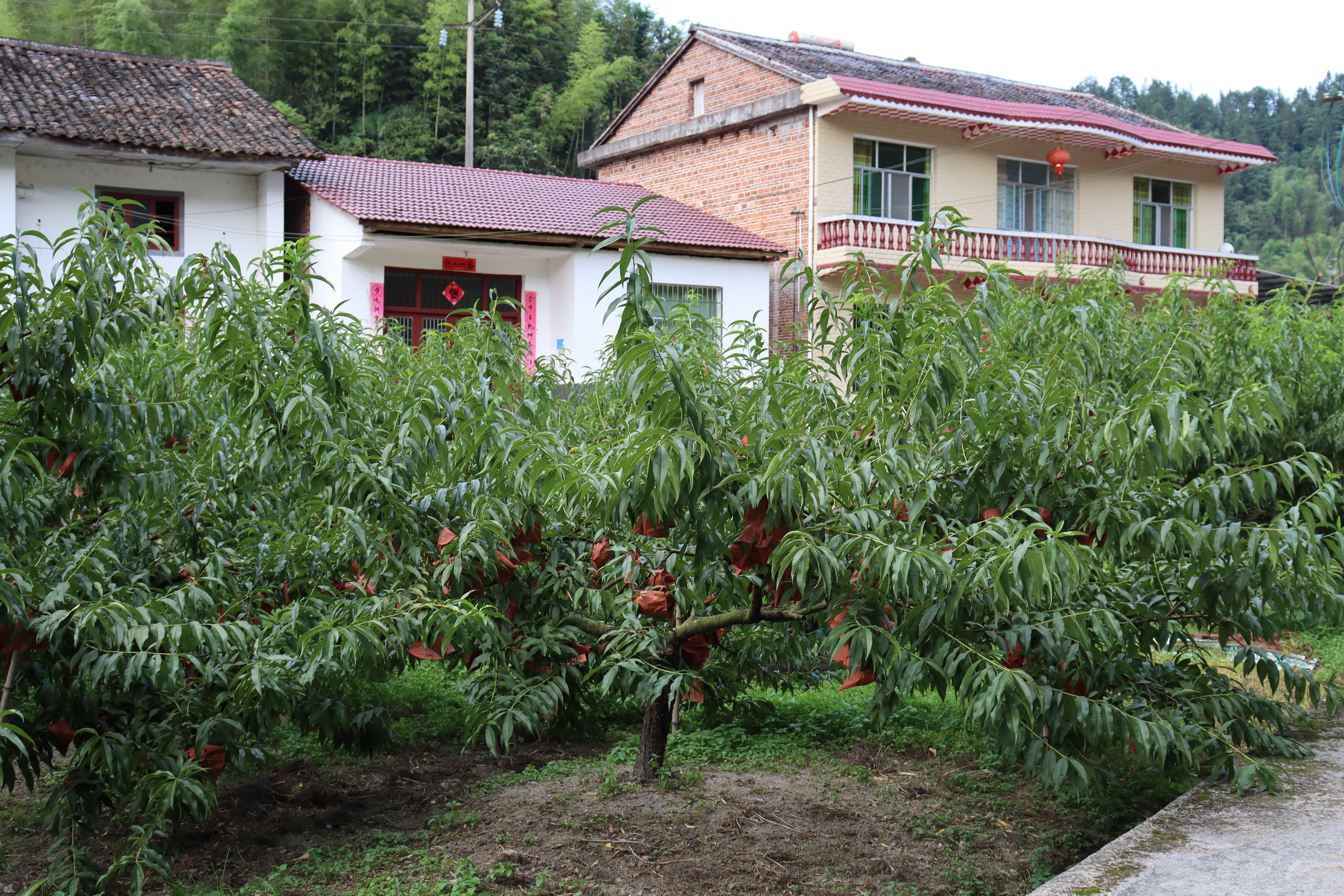 麻豆porn
麻豆porn
：情系畲族村 逐梦新征程